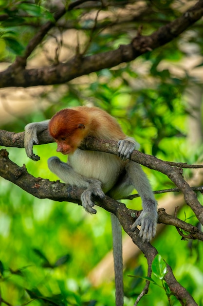 Foraging, conservation animals, animals, proboscis monkey