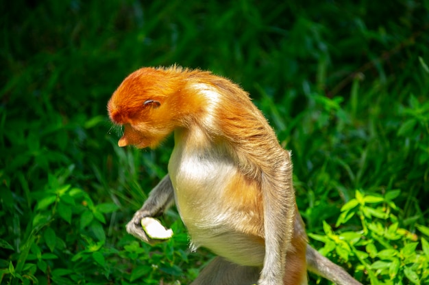 Foraging, conservation animals, animals, proboscis monkey