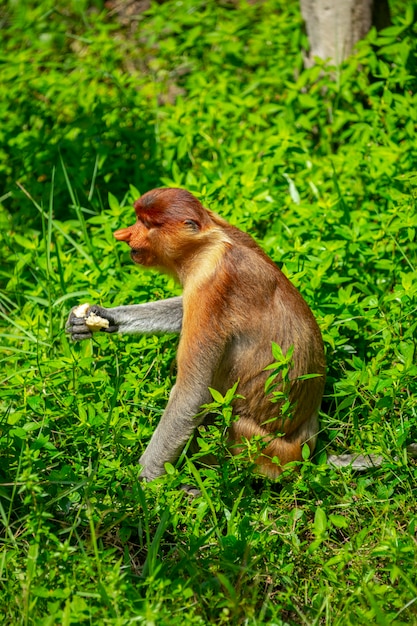 Foraging, conservation animals, animals, proboscis monkey