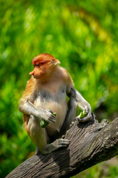 Foraging, conservation animals, animals, proboscis monkey