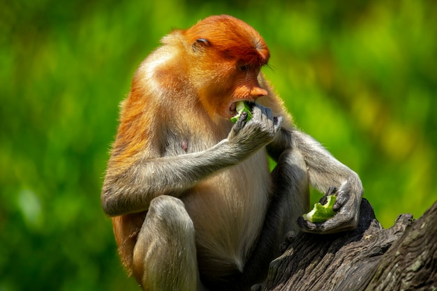 Foraging, conservation animals, animals, proboscis monkey