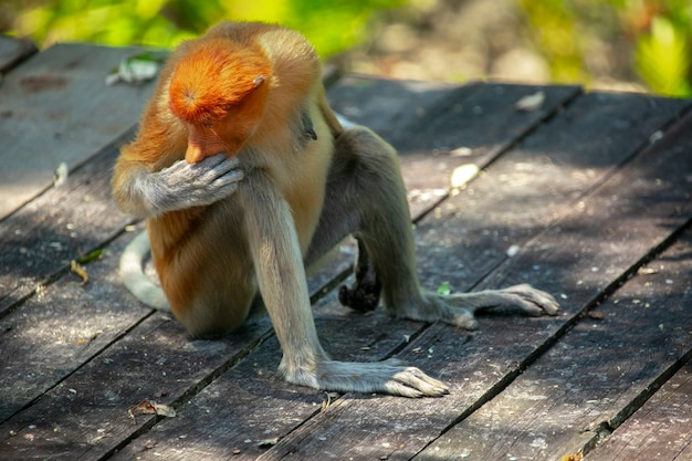 Foraging, conservation animals, animals, proboscis monkey