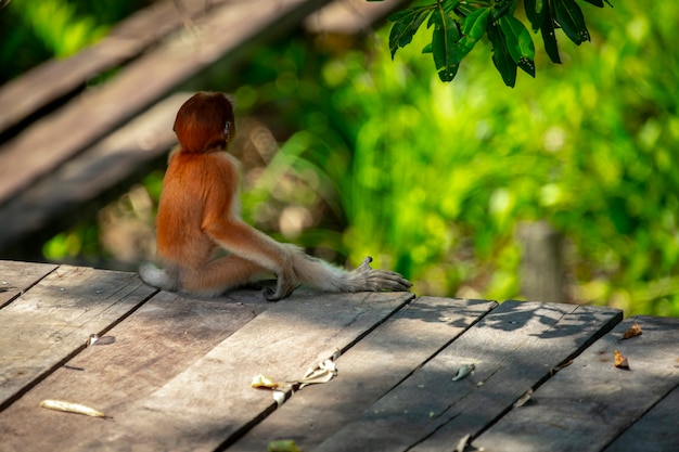 Foraging, conservation animals, animals, proboscis monkey