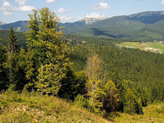 The forest against the background of mountain peaks and sky