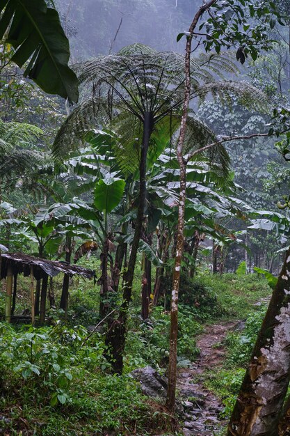 The forest area has many wild trees growing abundantly