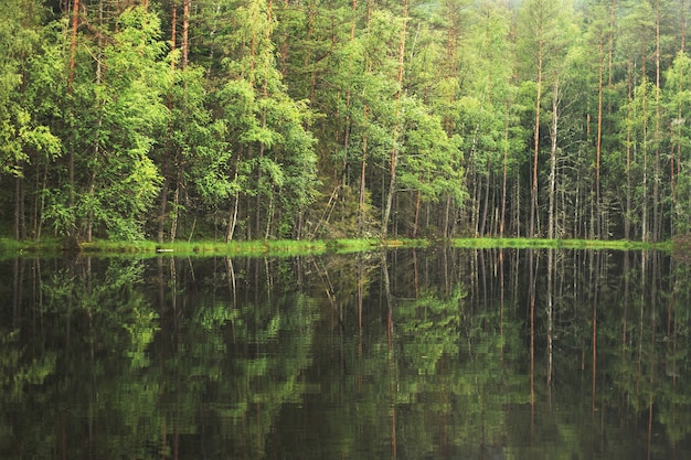 Forest around the lake reflection of trees in water blue lakes on Naroch