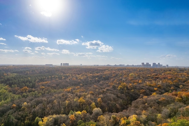 Forest in autumn foliage in sunny daylight