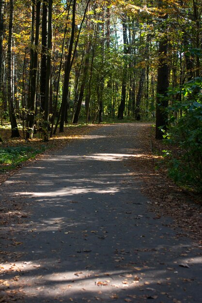 Forest autumn path in the park Fallen yellow foliage autumn atmosphere