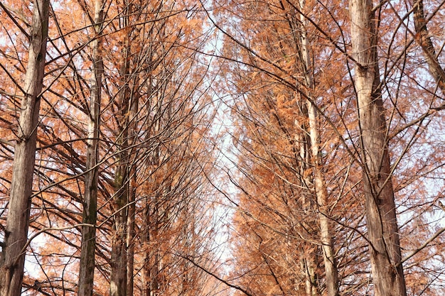 Forest in autumn in South Korea