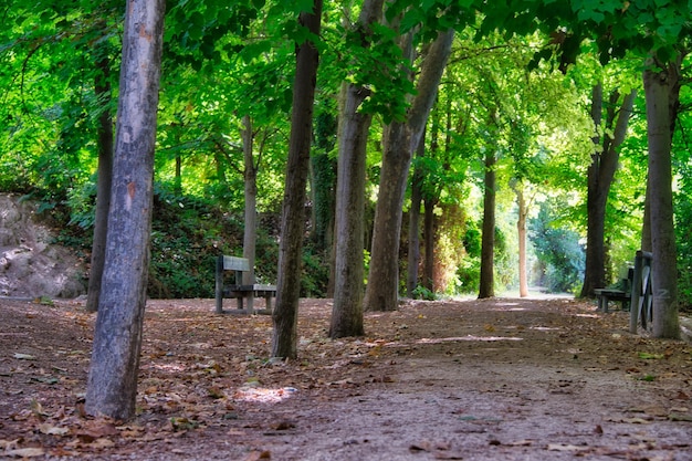 forest in auumn.