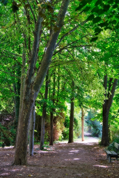 forest in auumn.