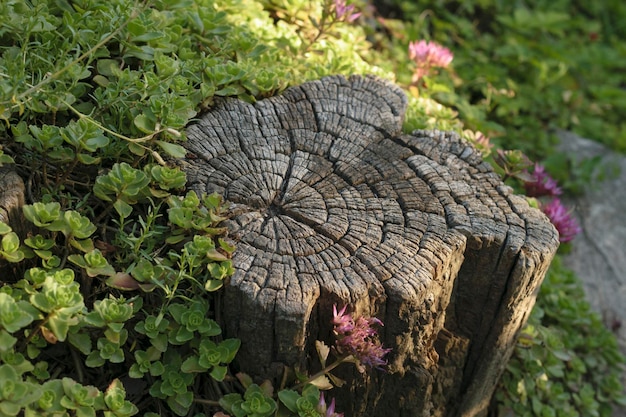 Forest background textured stump with green vegetation