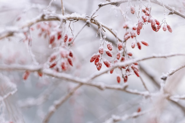 Forest berries of barberry branch covered hoarfrost closeup Natural landscape snowy winter Discreet