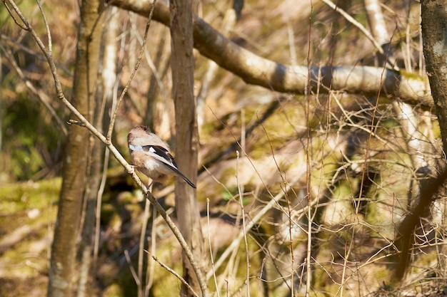 A forest bird sits on a tree branch in the forest