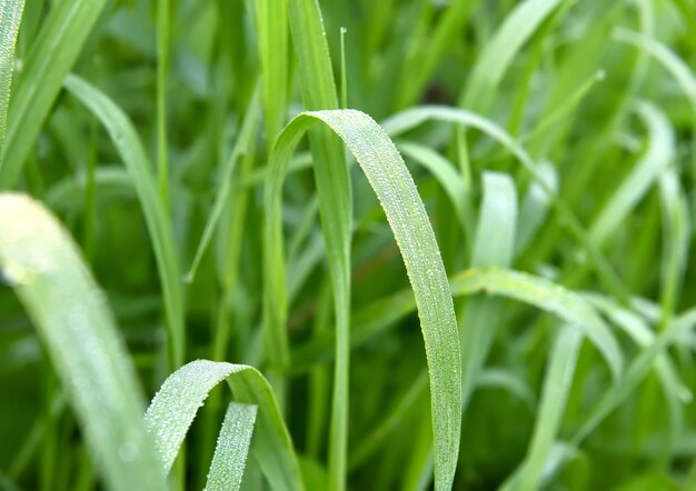 Forest blade of grass. Dew drops on bent leaves on a blurry background