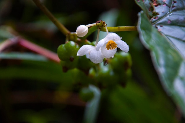 Forest bloom beautiful wildflowers begonias