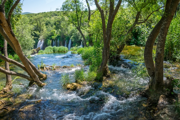 The forest brook flows among the tree trunks and falls down from the high waterfall.