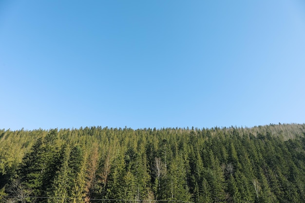 Forest in Carpathian mountains against blue sky