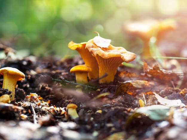 Forest chanterelles mushrooms in the woods Vegetarian food Beautiful natural background Summer season Healthy food