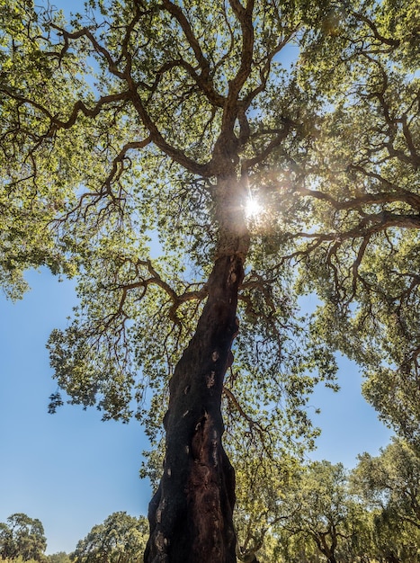 Forest of cork trees