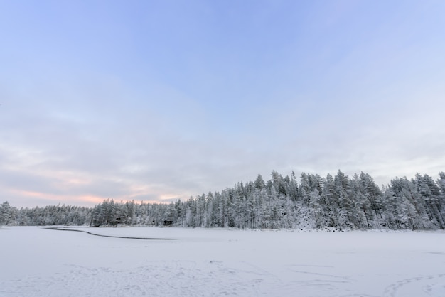 Forest covered with heavy snow