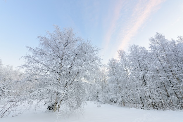 Forest covered with heavy snow