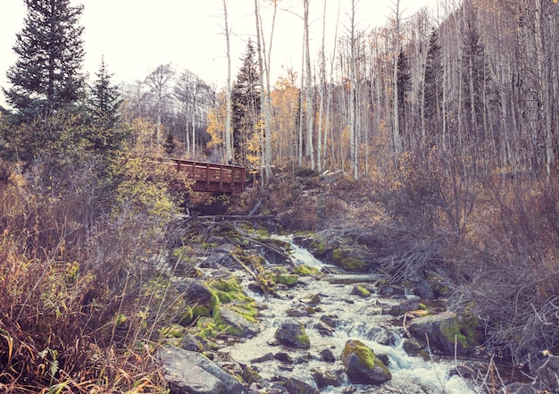 forest creek in autumn