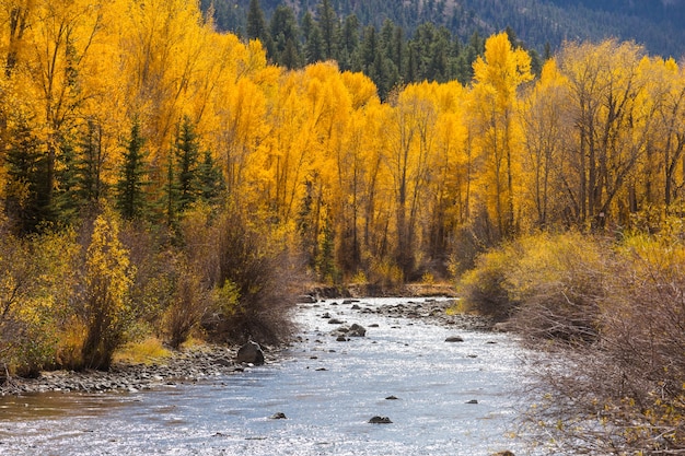 forest creek in autumn