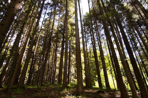 Forest Dark Scene