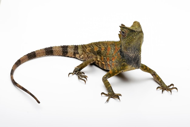 Forest Dragon (Gonocephalus liogaster ) in white background