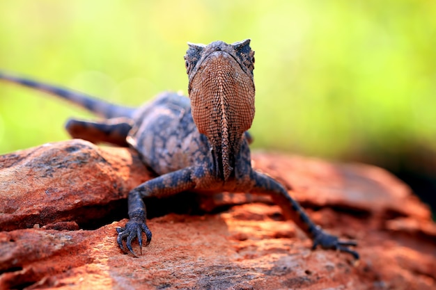 forest dragon lizard in the branch of wood