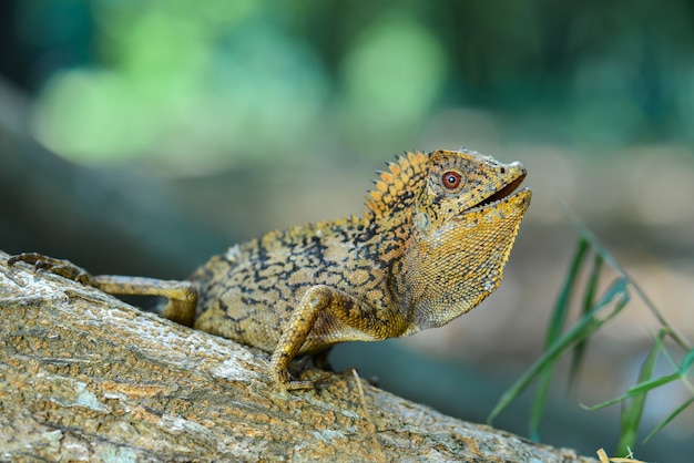 Forest dragon lizard on twigs