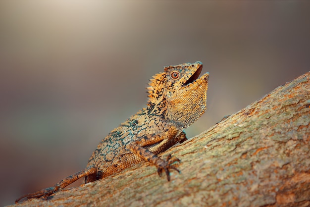 Forest dragon lizard on twigs