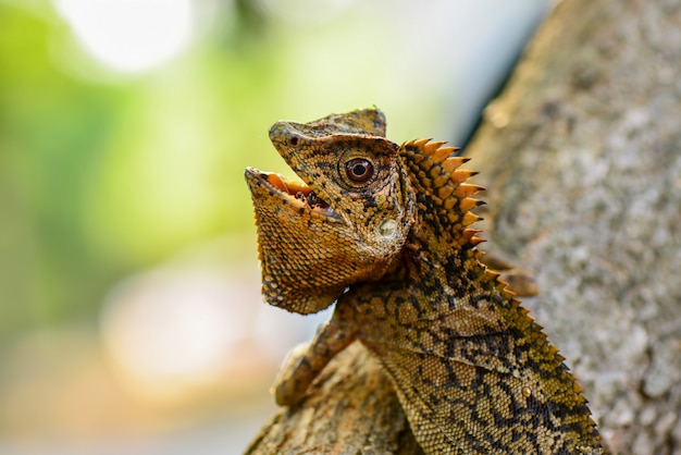 Forest dragon lizard on twigs