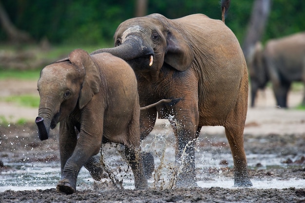 Forest elephants are playing with each other 