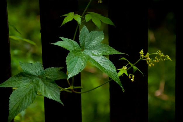 Forest everywhere wildflowers morning glory leaves climbing vines