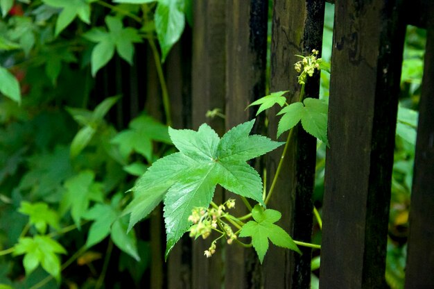 Forest everywhere wildflowers morning glory leaves climbing vines