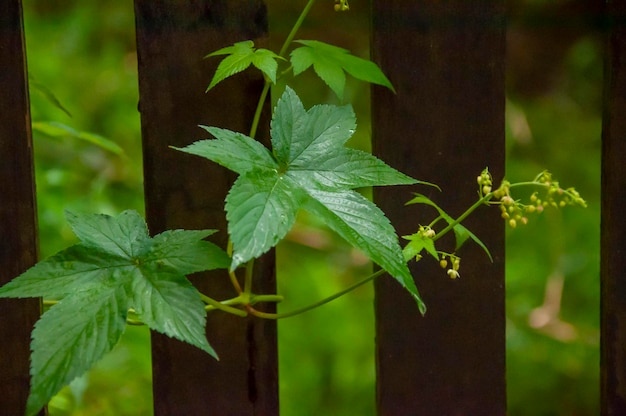 Forest everywhere wildflowers morning glory leaves climbing vines