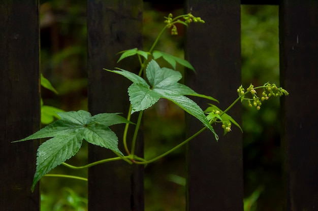 Forest everywhere wildflowers morning glory leaves climbing vines