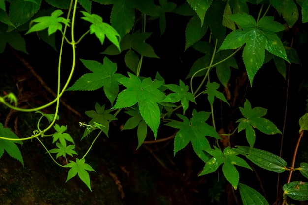 Forest everywhere wildflowers morning glory leaves climbing vines