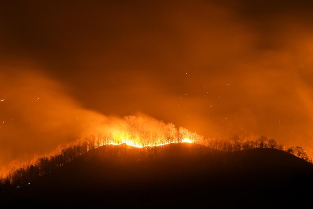 Forest fire burning trees at night