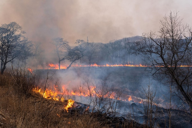 Forest fire Fire in the forest dry grass and trees are burning High quality photo