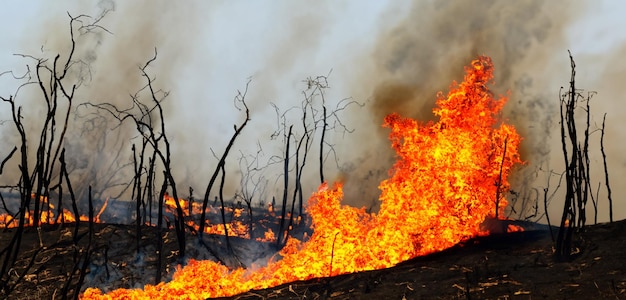 forest fire fire tree on the hill red flames burning tree branches covered in smoke