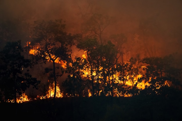 Forest fire is burning primarily as a surface fire, spreading along the ground