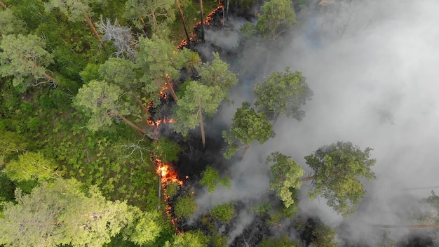 Forest fires are burning violently