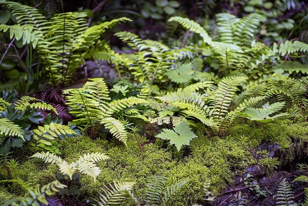 Forest flora mosscovered ground undergrowth flora