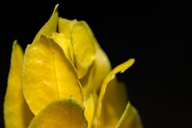 Forest Flower