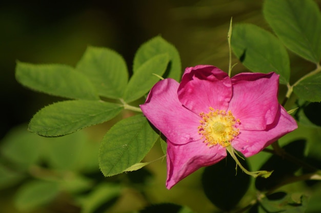 Forest flowers close-up