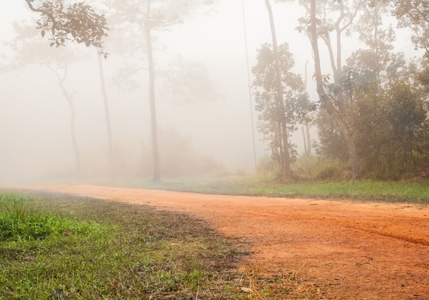 forest on foggy road