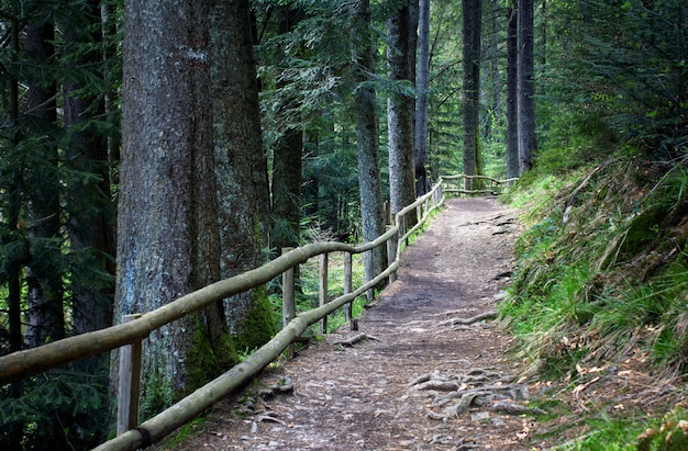 Forest footpath enclosed by a wooden fence